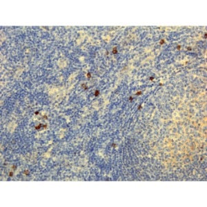 IgG4 Antibody (RM120) - Azide and BSA Free