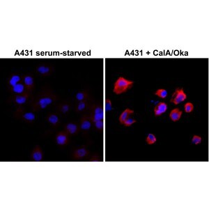 Phosphothreonine Antibody (RM102) - Azide and BSA Free