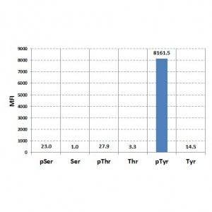 Phospho-Tyrosine Antibody (RM111) - Azide and BSA Free