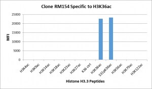 Histone H3 [ac Lys26] Antibody (RM154) - Azide and BSA Free