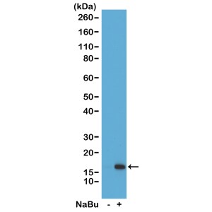 Histone H3 [ac Lys26] Antibody (RM154) - Azide and BSA Free