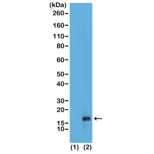 Histone H3 [Monomethyl Lys79] Antibody (RM147) - Azide and BSA Free