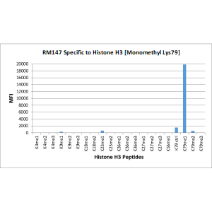 Histone H3 [Monomethyl Lys79] Antibody (RM147) - Azide and BSA Free