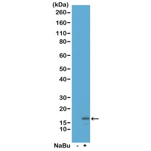 Histone H3 [ac Lys18] Antibody (RM166) - Azide and BSA Free