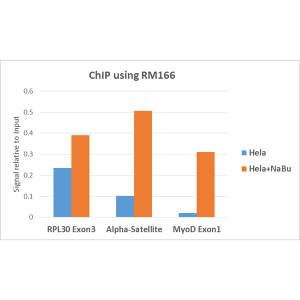 Histone H3 [ac Lys18] Antibody (RM166) - Azide and BSA Free