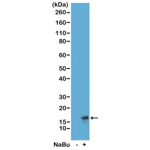 Histone H3 [ac Lys27] Antibody (RM172) - Azide and BSA Free