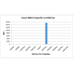 Histone H3 [ac Lys27] Antibody (RM172) - Azide and BSA Free