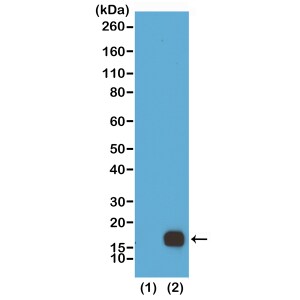 Histone H3 [Dimethyl Lys9] Antibody (RM151) - Azide and BSA Free
