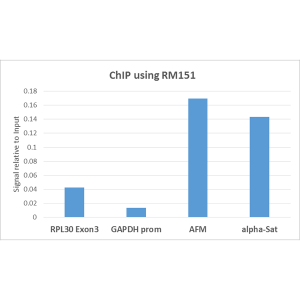 Histone H3 [Dimethyl Lys9] Antibody (RM151) - Azide and BSA Free