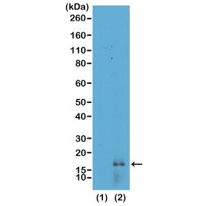 Histone H3 [Dimethyl Lys14] Antibody (RM165) - Azide and BSA Free
