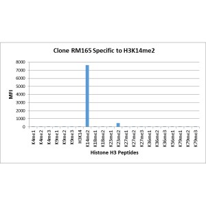 Histone H3 [Dimethyl Lys14] Antibody (RM165) - Azide and BSA Free