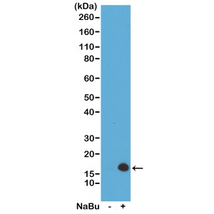 Histone H3 [ac Lys4] Antibody (RM149) - Azide and BSA Free