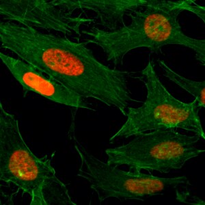Histone H3 [ac Lys4] Antibody (RM149) - Azide and BSA Free