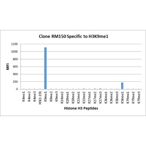 Histone H3 [Monomethyl Lys9] Antibody (RM150) - Azide and BSA Free