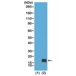 Histone H3 [Monomethyl Lys9] Antibody (RM150) - Azide and BSA Free