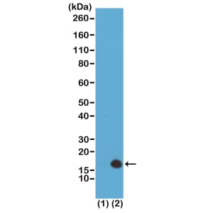 Histone H3 [Trimethyl Lys79] Antibody (RM157) - Azide and BSA Free
