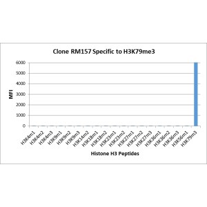 Histone H3 [Trimethyl Lys79] Antibody (RM157) - Azide and BSA Free