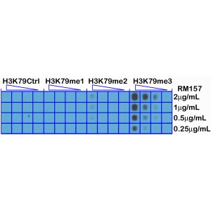 Histone H3 [Trimethyl Lys79] Antibody (RM157) - Azide and BSA Free