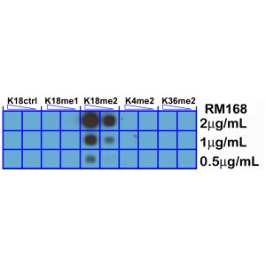 Histone H3 [Dimethyl Lys18] Antibody (RM168) - Azide and BSA Free