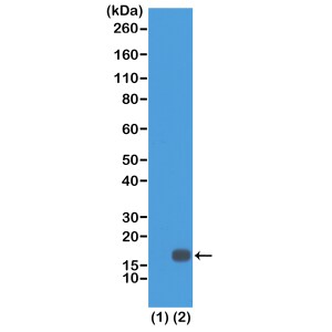 Histone H3 [Dimethyl Lys18] Antibody (RM168) - Azide and BSA Free