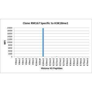 Histone H3 [Monomethyl Lys18] Antibody (RM167) - Azide and BSA Free
