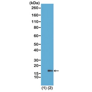 Histone H3 [Monomethyl Lys18] Antibody (RM167) - Azide and BSA Free