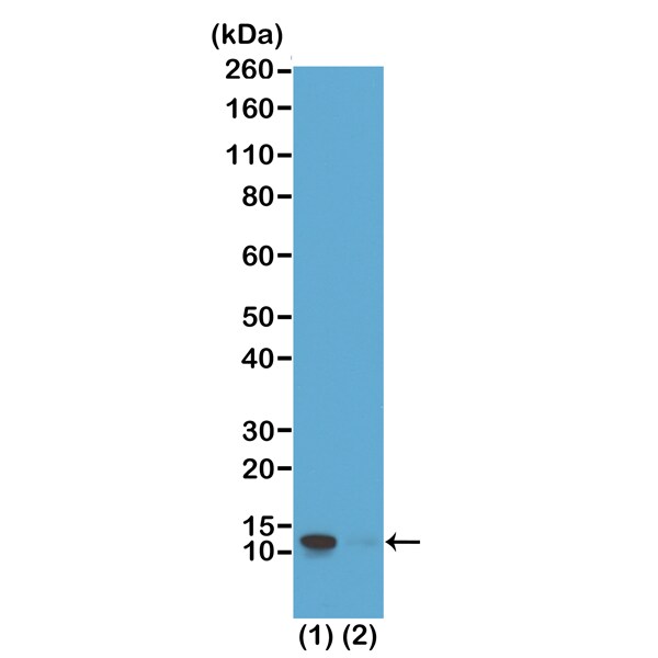 Histone H4 [p Ser1] Antibody (RM194) - Azide and BSA Free