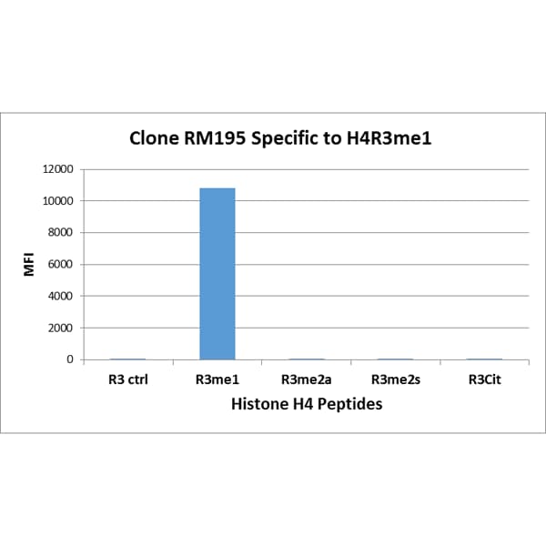 Histone H4 [Monomethyl Arg3] Antibody (RM195) - Azide and BSA Free