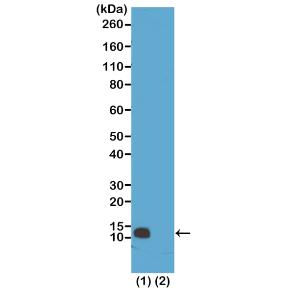 Histone H4 [Monomethyl Arg3] Antibody (RM195) - Azide and BSA Free