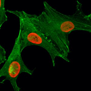 Histone H4 [ac Lys5] Antibody (RM199) - Azide and BSA Free