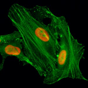 Histone H4 [ac Lys8] Antibody (RM201) - Azide and BSA Free