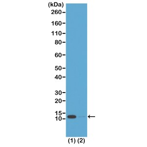 Histone H4 [ac Lys16] Antibody (RM204) - Azide and BSA Free