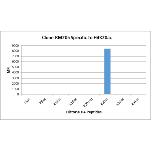 Histone H4 [ac Lys20] Antibody (RM205) - Azide and BSA Free