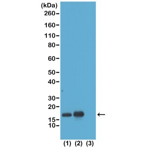 Histone H3 [ac Lys23] Antibody (RM169) - Azide and BSA Free