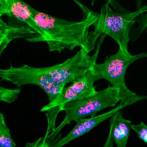 Histone H3 [ac Lys23] Antibody (RM169) - Azide and BSA Free