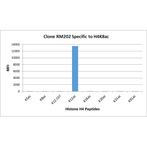 Histone H4 [ac Lys12] Antibody (RM202) - Azide and BSA Free