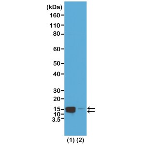 Histone H2AE [p Ser1] Antibody (RM216) - Azide and BSA Free