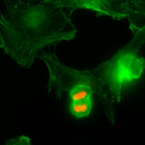 Histone H3 [p Thr3] Antibody (RM159) - Azide and BSA Free