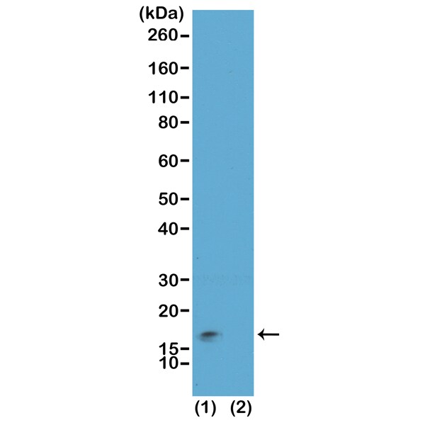 Histone H3 [Trimethyl Lys9, p Ser10] Antibody (RM162) - Azide and BSA Free