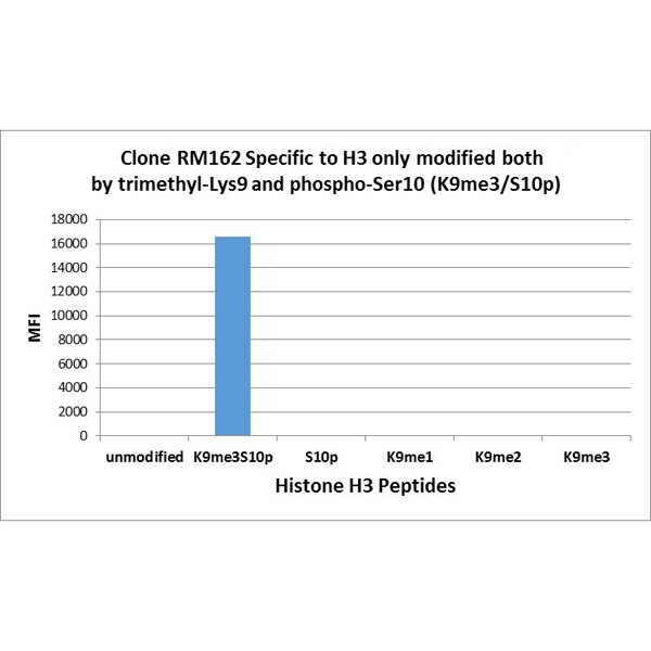 Histone H3 [Trimethyl Lys9, p Ser10] Antibody (RM162) - Azide and BSA Free
