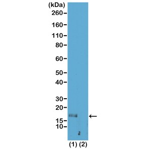 Histone H3 [Monomethyl Lys56] Antibody (RM180) - Azide and BSA Free