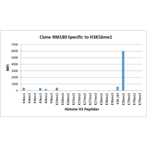 Histone H3 [Monomethyl Lys56] Antibody (RM180) - Azide and BSA Free