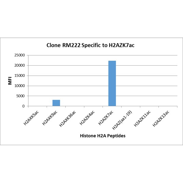 Histone H2A.Z [ac Lys7] Antibody (RM222) - Azide and BSA Free