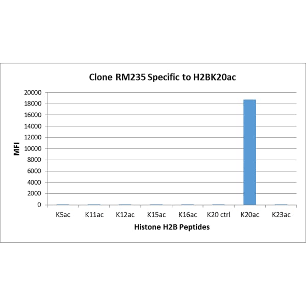 Histone H2B type 1B [ac Lys20] Antibody (RM235) - Azide and BSA Free