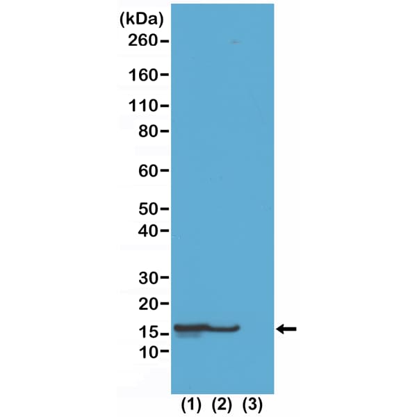 Histone H2B type 1B [ac Lys23] Antibody (RM260) - Azide and BSA Free