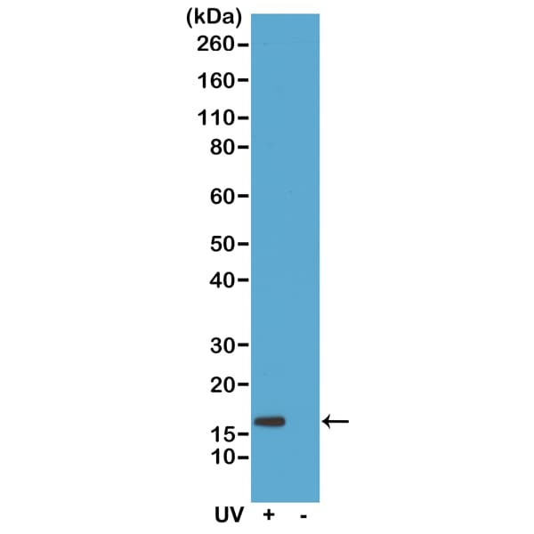 Histone H2AX [p Ser139] Antibody (RM224) - Azide and BSA Free