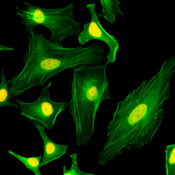 Histone H2AY/macroH2A.1 Antibody (RM248) - Azide and BSA Free