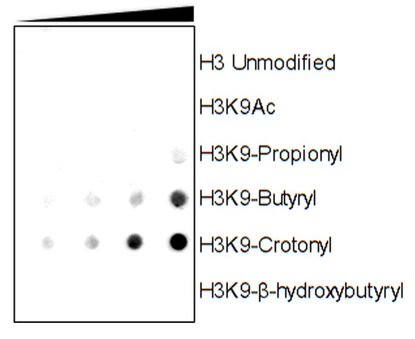 Histone H3 [Crotonyl Lys9] Antibody (RM339) - Azide and BSA Free