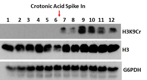 Histone H3 [Crotonyl Lys9] Antibody (RM339) - Azide and BSA Free