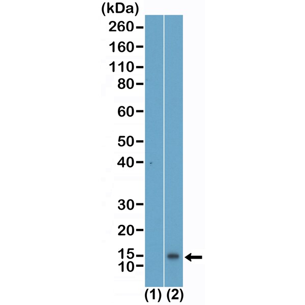 Histone H4 [Monomethyl Lys5] Antibody (RM457) - Azide and BSA Free